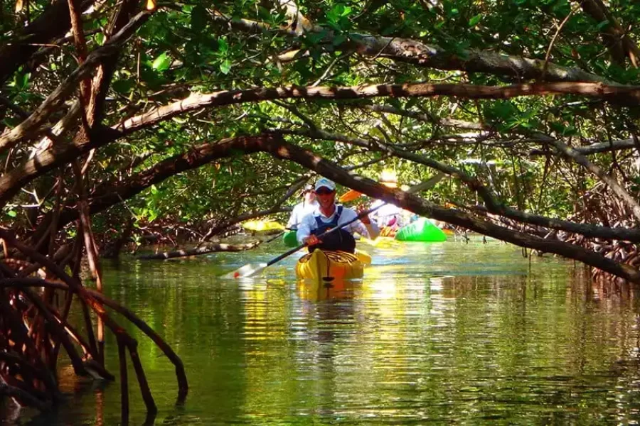 Mangrove Tunnel Kayak Eco Tour