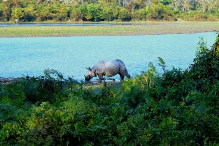 THE RHINO LAND (Kaziranga 2N – Guwahati 1N)